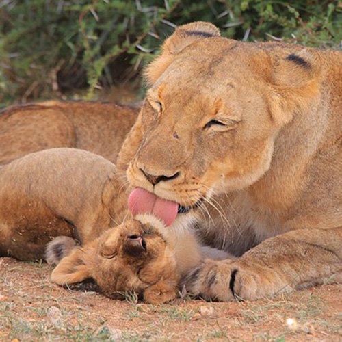 Nu va temeti sa dati copilului afectiunea de care are nevoie